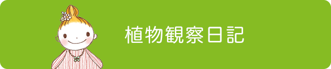 植物観察日記